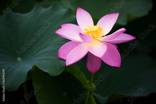 light pink lotus flower with leaves