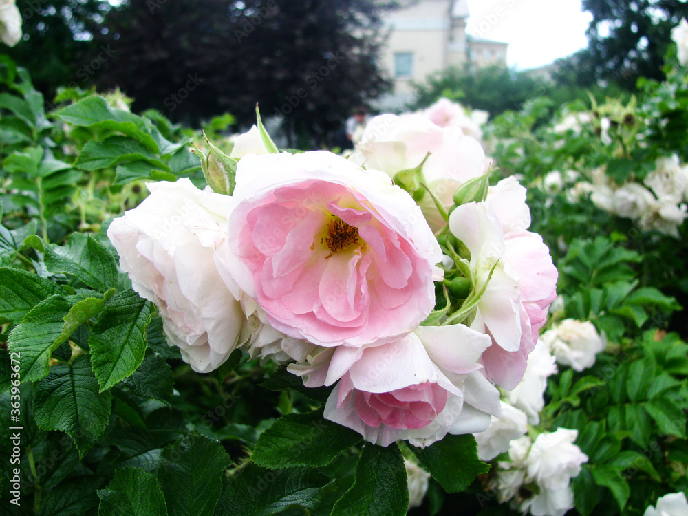 Fototapeta premium Bush of white and pink peonies. Close-up view.