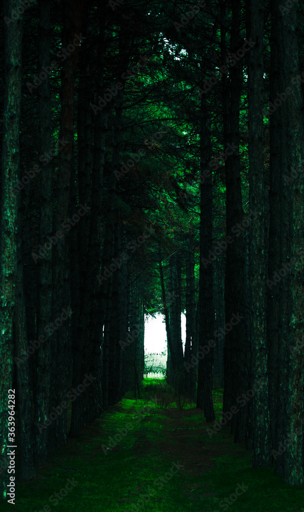 Fototapeta premium path in the woods