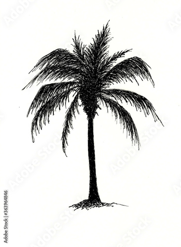 Palm Tree B&W