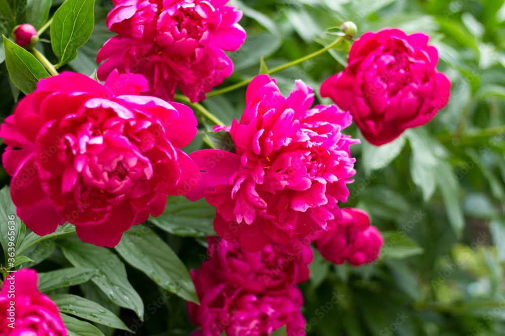 Group of pink peonies in summer garden.