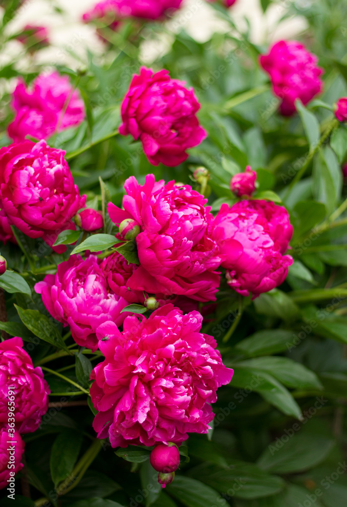 Group of pink peonies in summer garden.