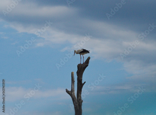 Adult white stork is having a rest on wooden post at azure sky background