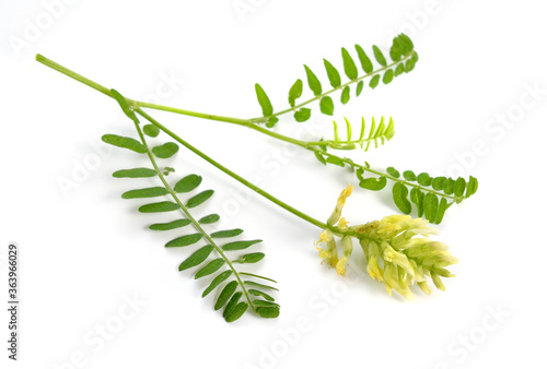 Astragalus glycyphyllos or liquorice milkvetch, wild liquorice, wild licorice. Isolated photo