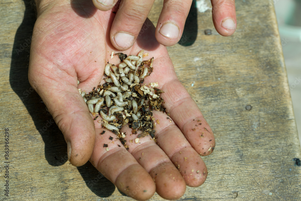 Maggots on a man's hand close-up. Natural bait for fishing. Stock Photo