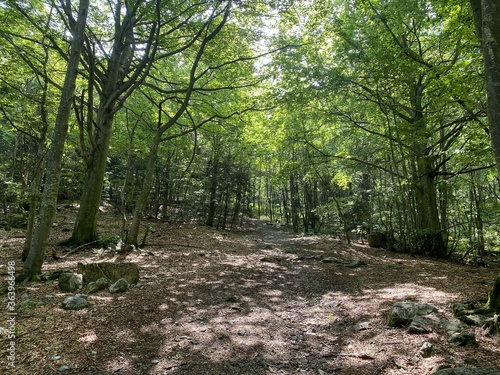 Marguareis Natural Park: path through the woods
