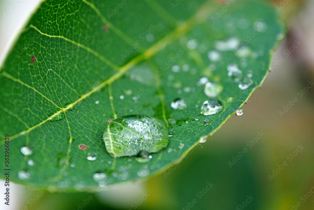 Dewdrop on a fresh leaf after a rain. Leaves with a drop of water macro. - obrazy, fototapety, plakaty 