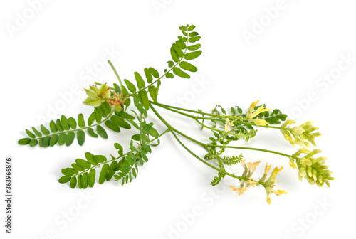 Schilderij op canvas Astragalus glycyphyllos or liquorice milkvetch, wild liquorice, wild licorice