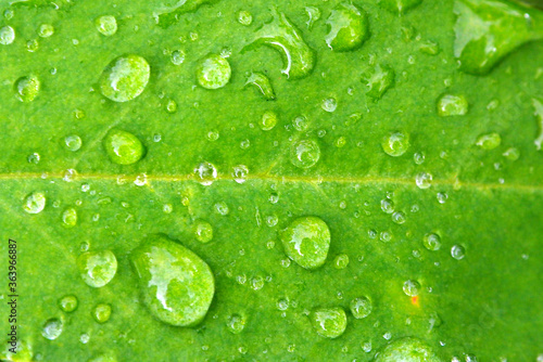 Dewdrop of rain on a green leaf. Leaves with a drop of water macro.