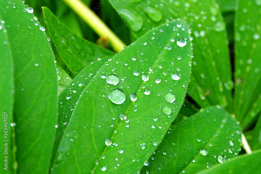 Dew drops on green leaf. Leaves with water drop macro. Dew drops on green leaf. Leaves with water drop macro.