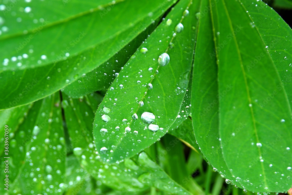 Dew drops on fresh green leaves after rain. Leaves with a drop of water macro. Dew drops on fresh green leaves after rain. Leaves with a drop of water macro.