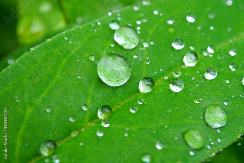Dewdrops on a green leaf. Leaves with water drops macro.