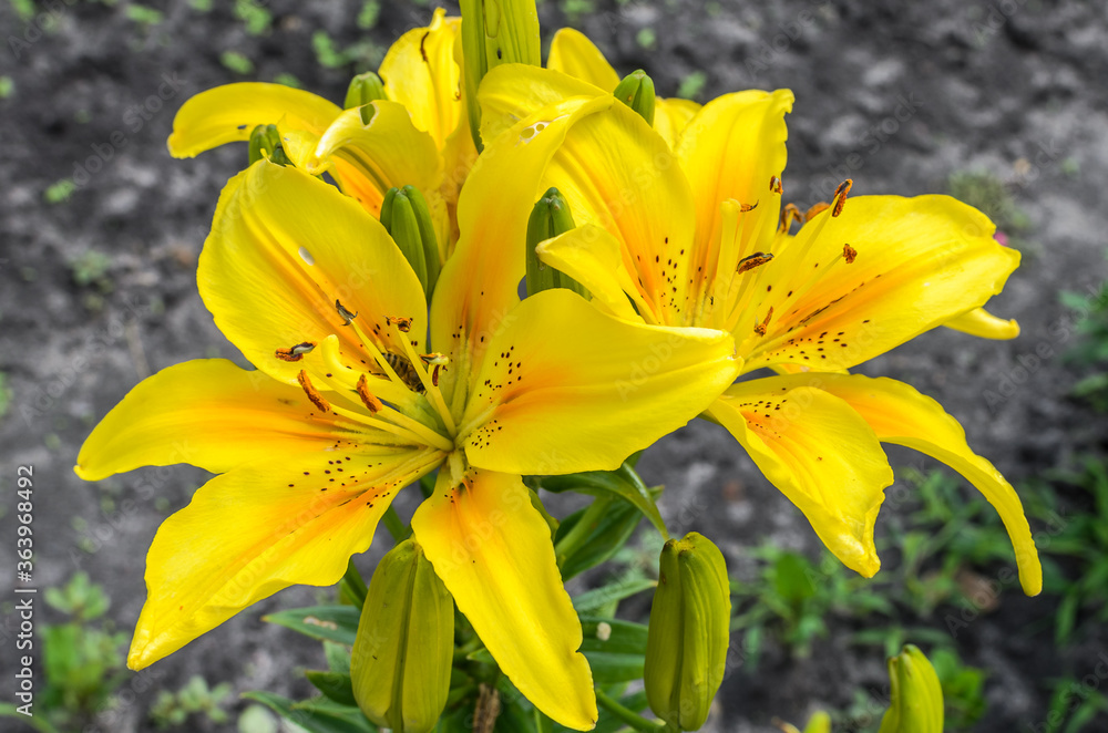 Blooming lily flowers in the garden
Blooming lily flowers in the garden