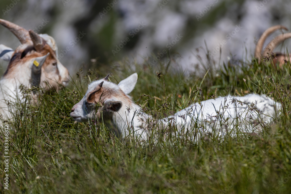 Small baby goat lying in the grass on top of the mountain on the alpine farm in Europe. Small baby goat lying in the grass on top of the mountain on the alpine farm in Europe.