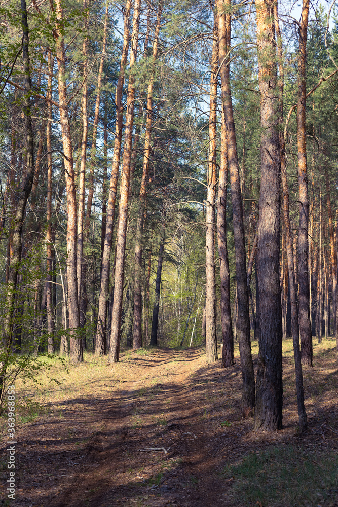 Obraz premium Country road in a pine forest.