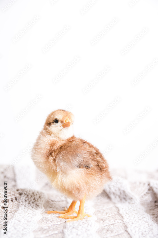 Fototapeta premium Baby chicken on a white background