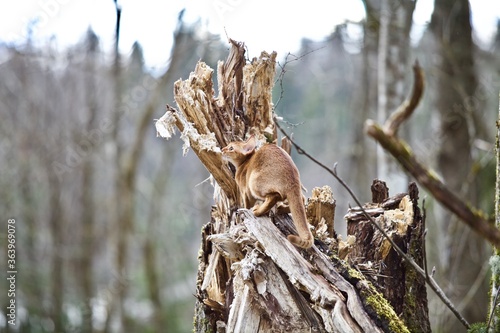 Fototapeta The Abyssinian cat hunts like a cougar in the wild forest
