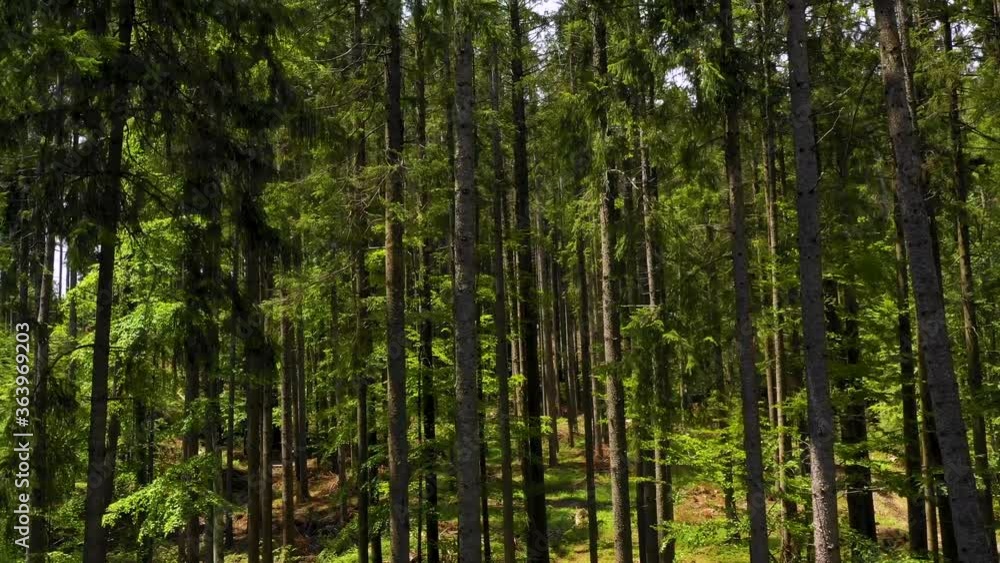 Aerial images with silhouettes of trees in the green spruce forest. Green mountain forest trees. Pine trees forest on the mountain. Ecological disaster. nature regenerate after cutting the forest
Aerial images with silhouettes of trees in the green spruce forest. Green mountain forest trees. Pine trees forest on the mountain. Ecological disaster. nature regenerate after cutting the forest