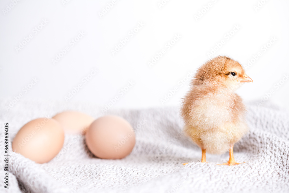 Baby chicken is standing by the eggs