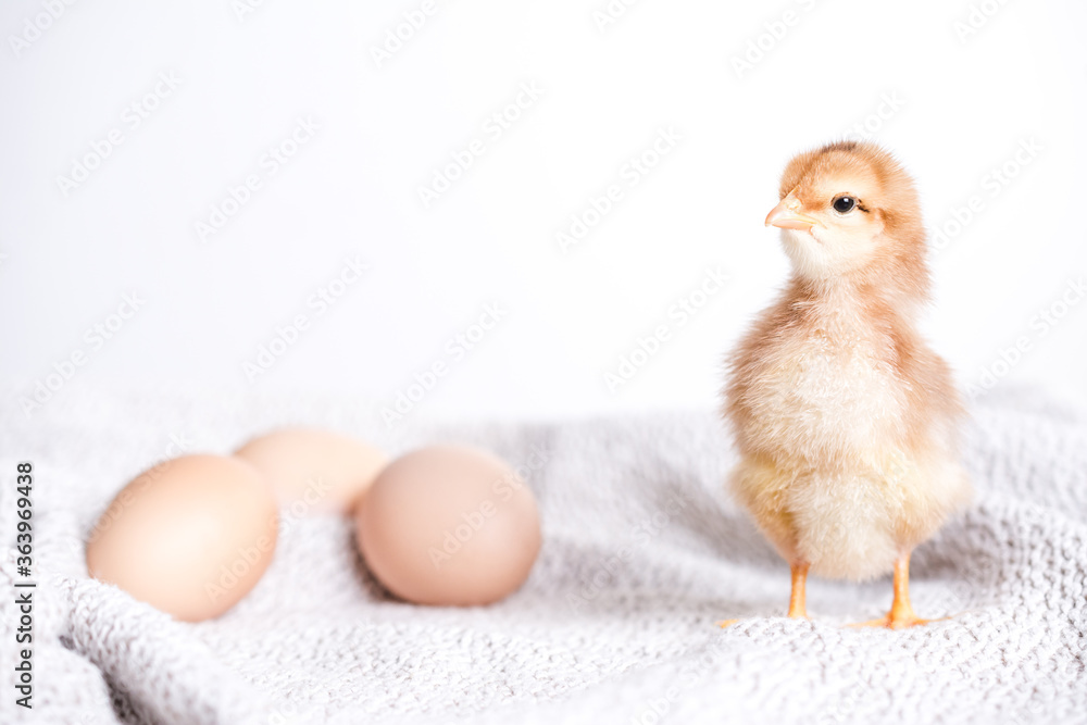 Fototapeta premium Baby chicken is standing by the eggs