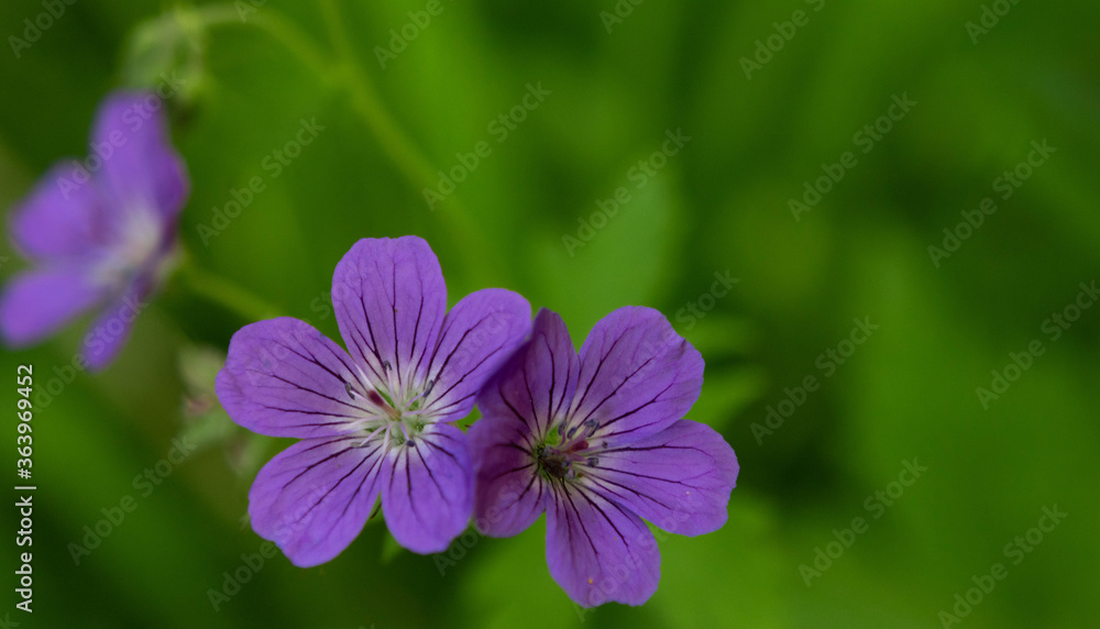 Closeup of beautiful Wood Cranesbill flowers (Geranium sylvaticum) Closeup of beautiful Wood Cranesbill flowers (Geranium sylvaticum)