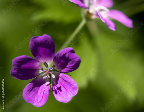 Closeup of beautiful Wood Cranesbill flowers (Geranium sylvaticum)