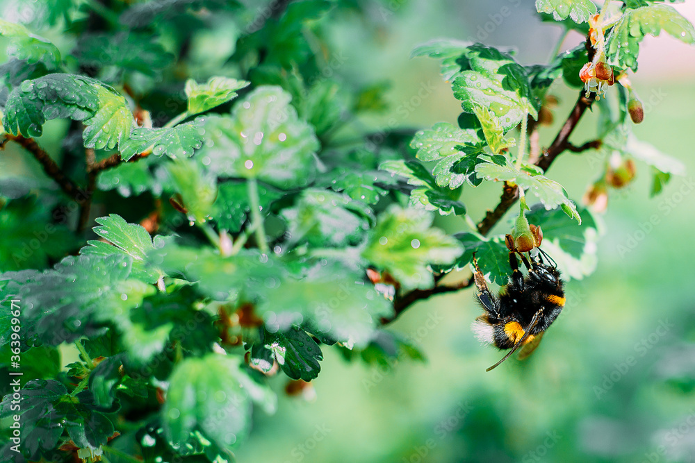 A beautiful bumblebee on gooseberries collecting pollen. Buzzing. Pollinating. A beautiful bumblebee on gooseberries collecting pollen. Buzzing. Pollinating.