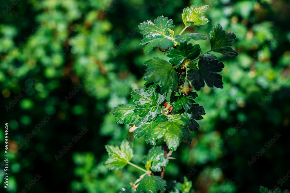 A beautiful bumblebee on gooseberries collecting pollen. Buzzing. Pollinating.