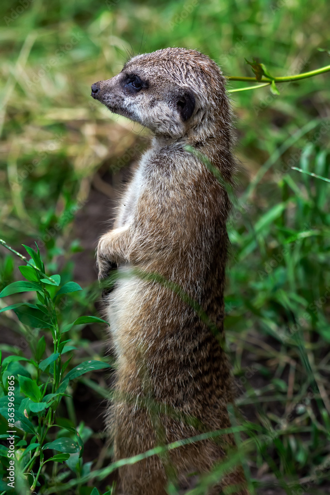 Fototapeta premium Portrait of a meerkat from the mongoose family