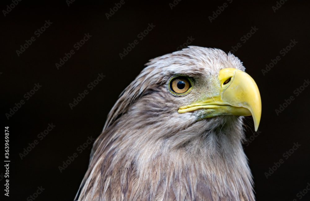 White-tailed eagle, portrait of a bird White-tailed eagle, portrait of a bird