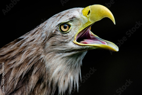 Fototapeta Naklejka Na Ścianę i Meble -  White-tailed eagle, portrait of a bird