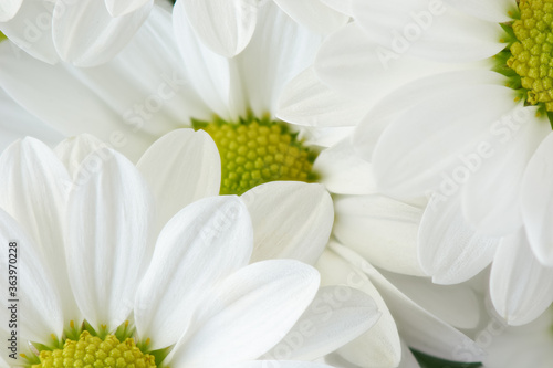 Close up background of chamomile flowers