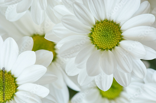 Close up background of chamomile flowers