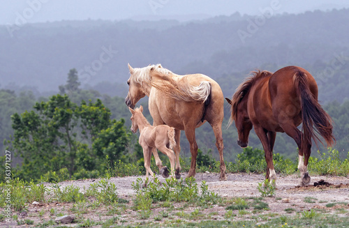 Wild Horses in Kentucky