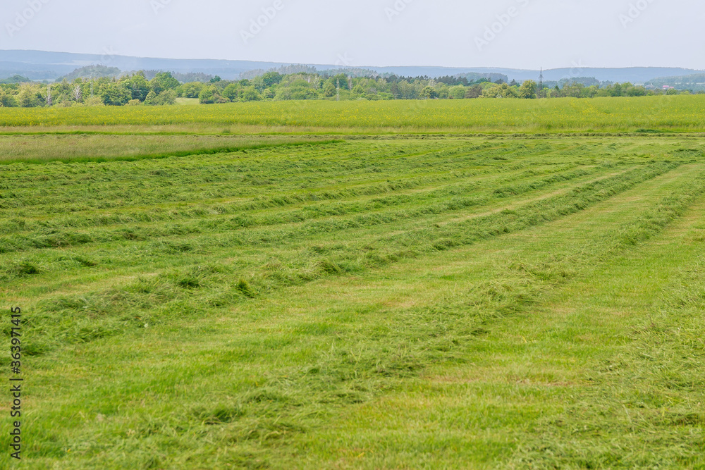 Freshly cut grass in a field in rows.
