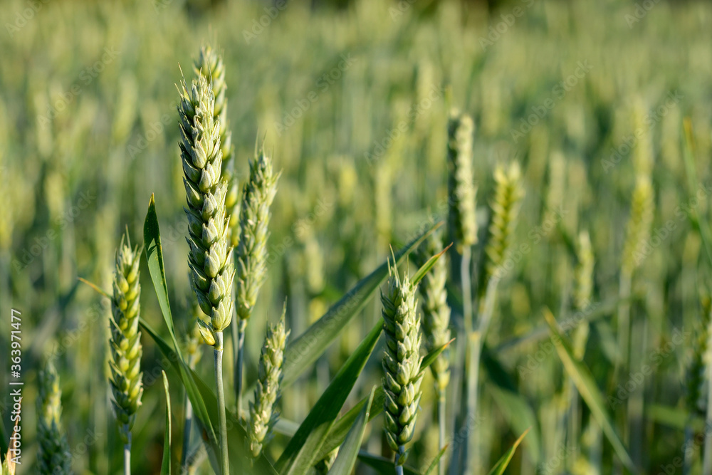 beautiful image green ears wheat field in summer