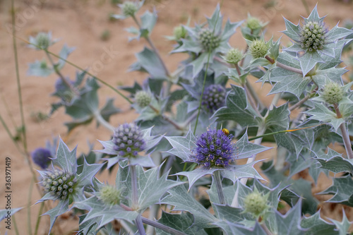 Sea Holly (Eryngium maritimum) growing in the wild. photo