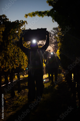 Night Harvest of Wine