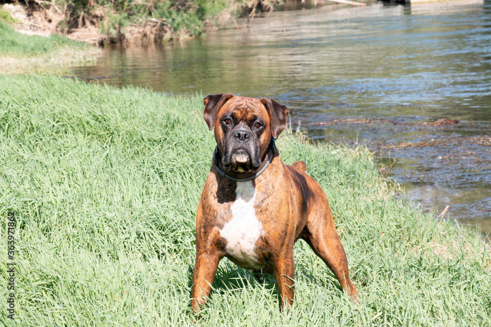 
Boxer enjoying in a river in the mountain