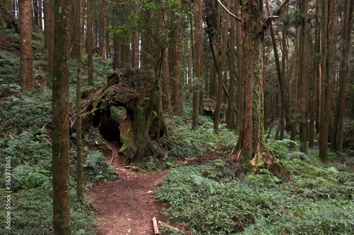 Moss-covered tree stump dead in a forest trail 