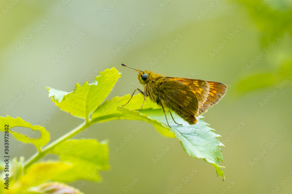 Large skipper Ochlodes sylvanus butterfly resting Large skipper Ochlodes sylvanus butterfly resting