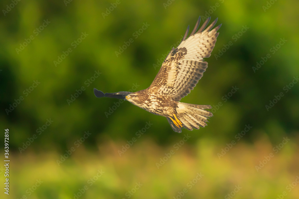 Fototapeta premium Common buzzard, Buteo buteo bird of prey , in flight, touching down and hunting