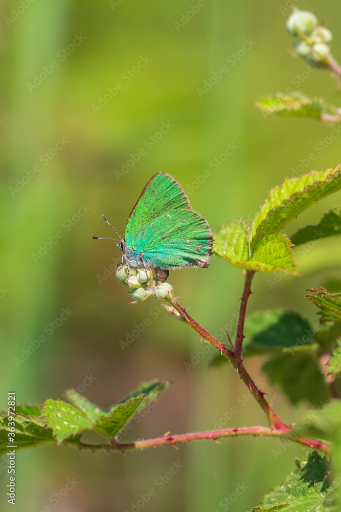green hairstreak Callophrys rubi butterfly resting closeup