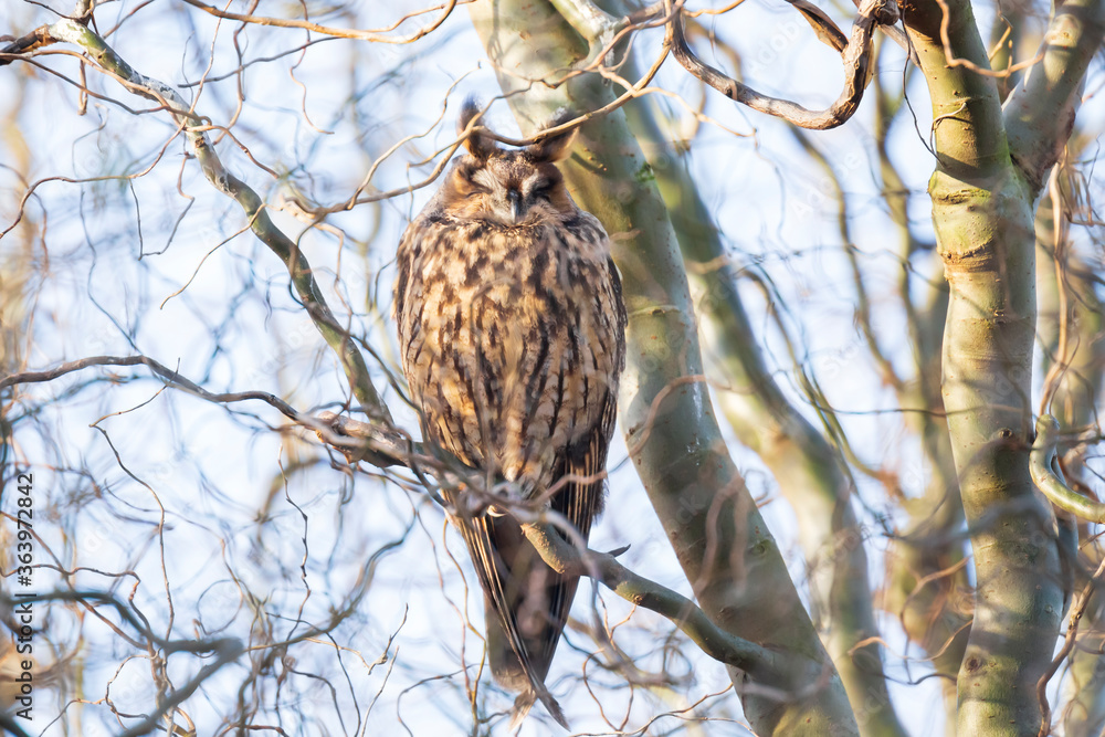 Long eared owl (Asio otus) bird of prey perched in a tree Long eared owl (Asio otus) bird of prey perched in a tree