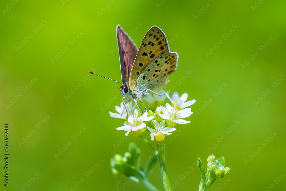 Sooty copper butterfly Lycaena tityrus pollinating Sooty copper butterfly Lycaena tityrus pollinating