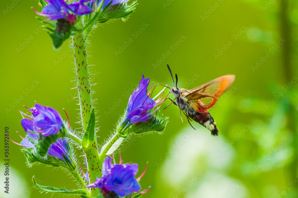 Broad-bordered bee hawk-moth Hemaris fuciformis, feeding on purple flowers Broad-bordered bee hawk-moth Hemaris fuciformis, feeding on purple flowers