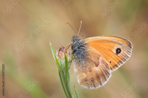 small heath butterfly (Coenonympha pamphilus) resting