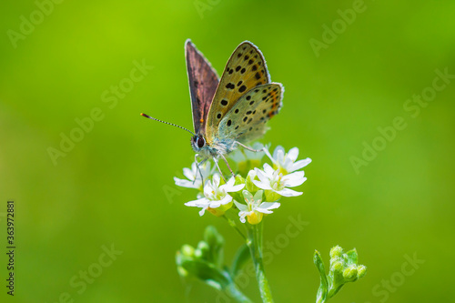 Sooty copper butterfly Lycaena tityrus pollinating © Sander Meertins