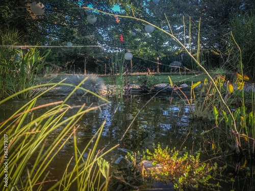 Fototapeta Naklejka Na Ścianę i Meble -  Pond in the spring 