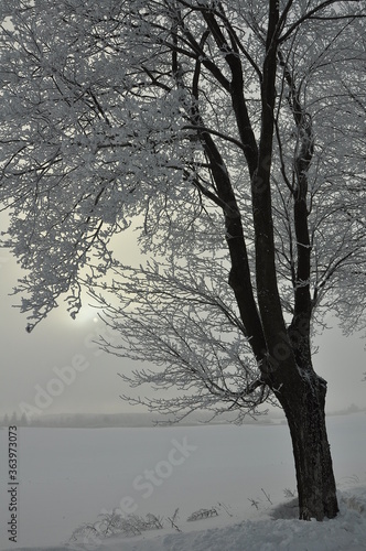 Drzewo zimą - szadź